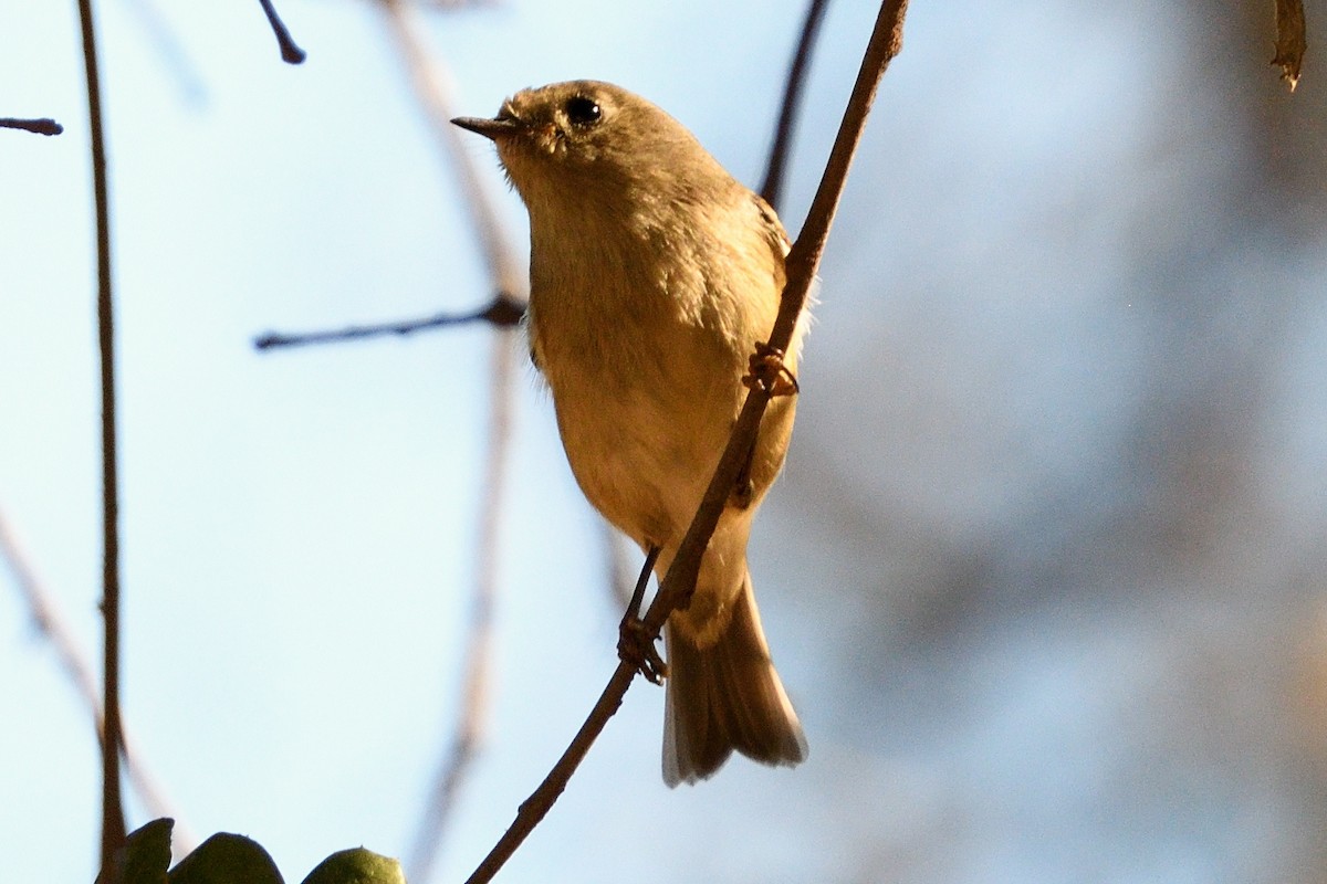 Ruby-crowned Kinglet - ML123025871