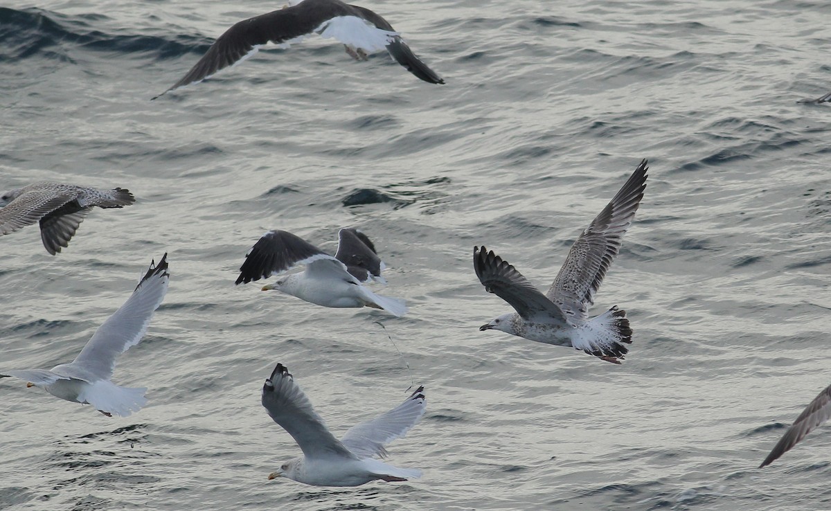 Caspian Gull - Adrien Mauss