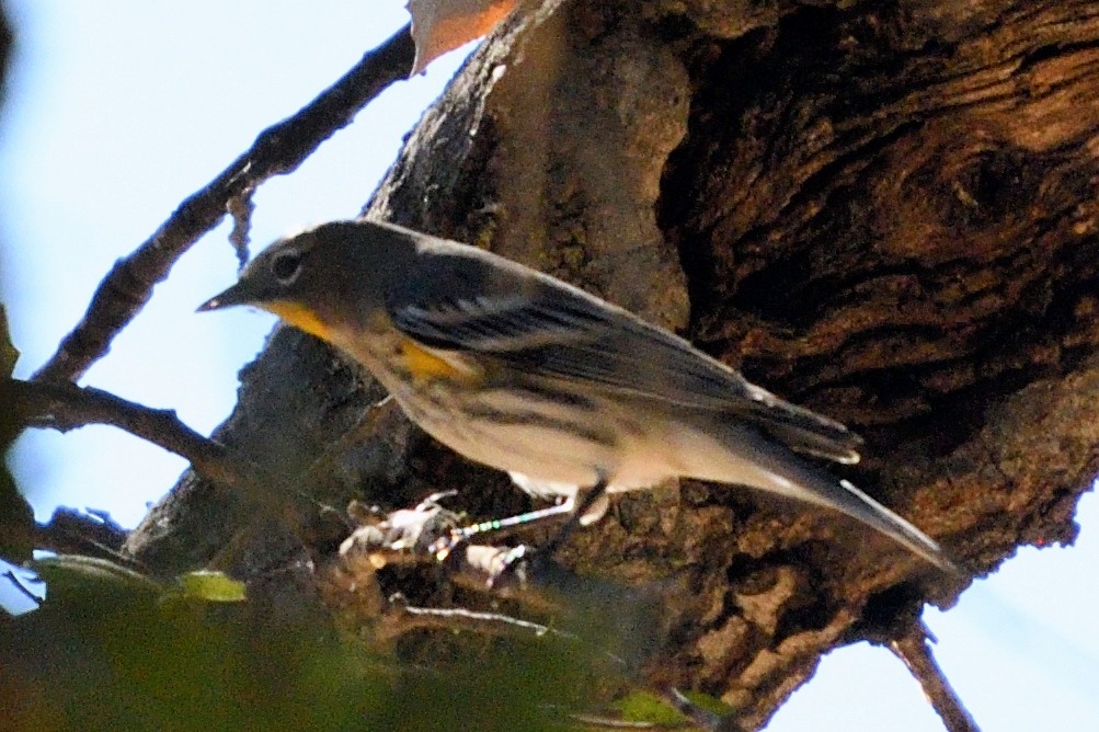 Yellow-rumped Warbler - ML123025971