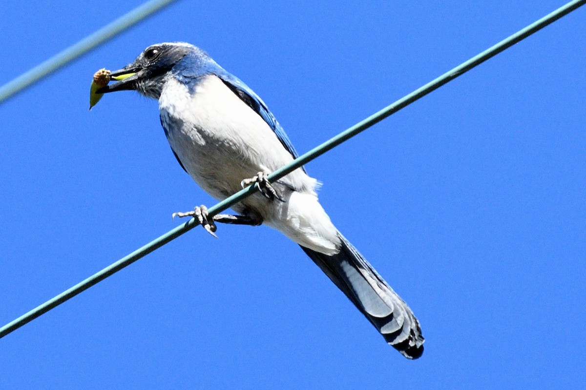 California Scrub-Jay - ML123026351