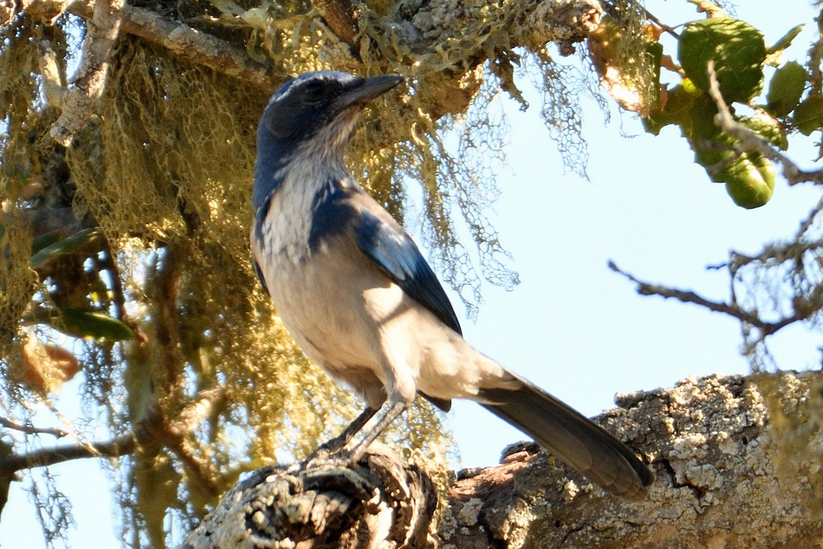 California Scrub-Jay - ML123026361