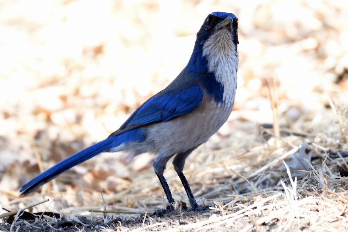 California Scrub-Jay - ML123026401