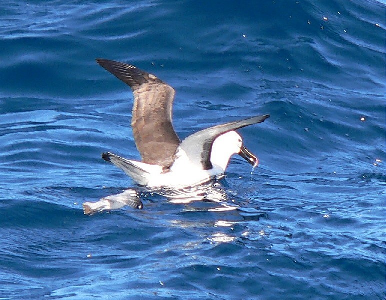 Indian Yellow-nosed Albatross - Gerco Hoogeweg