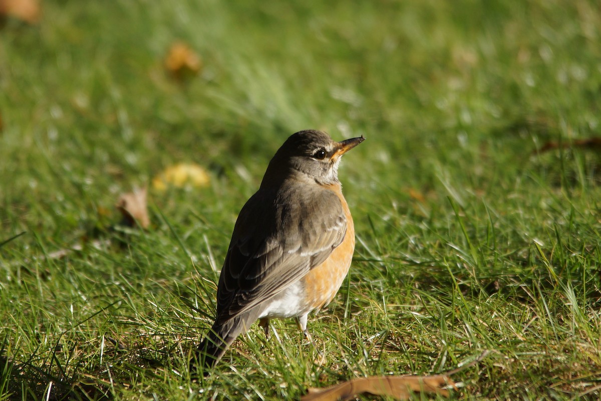 American Robin - ML123030851