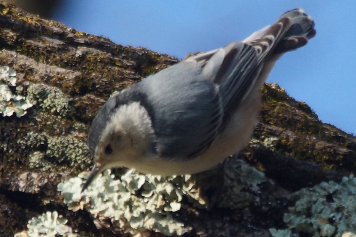 White-breasted Nuthatch - ML123031161