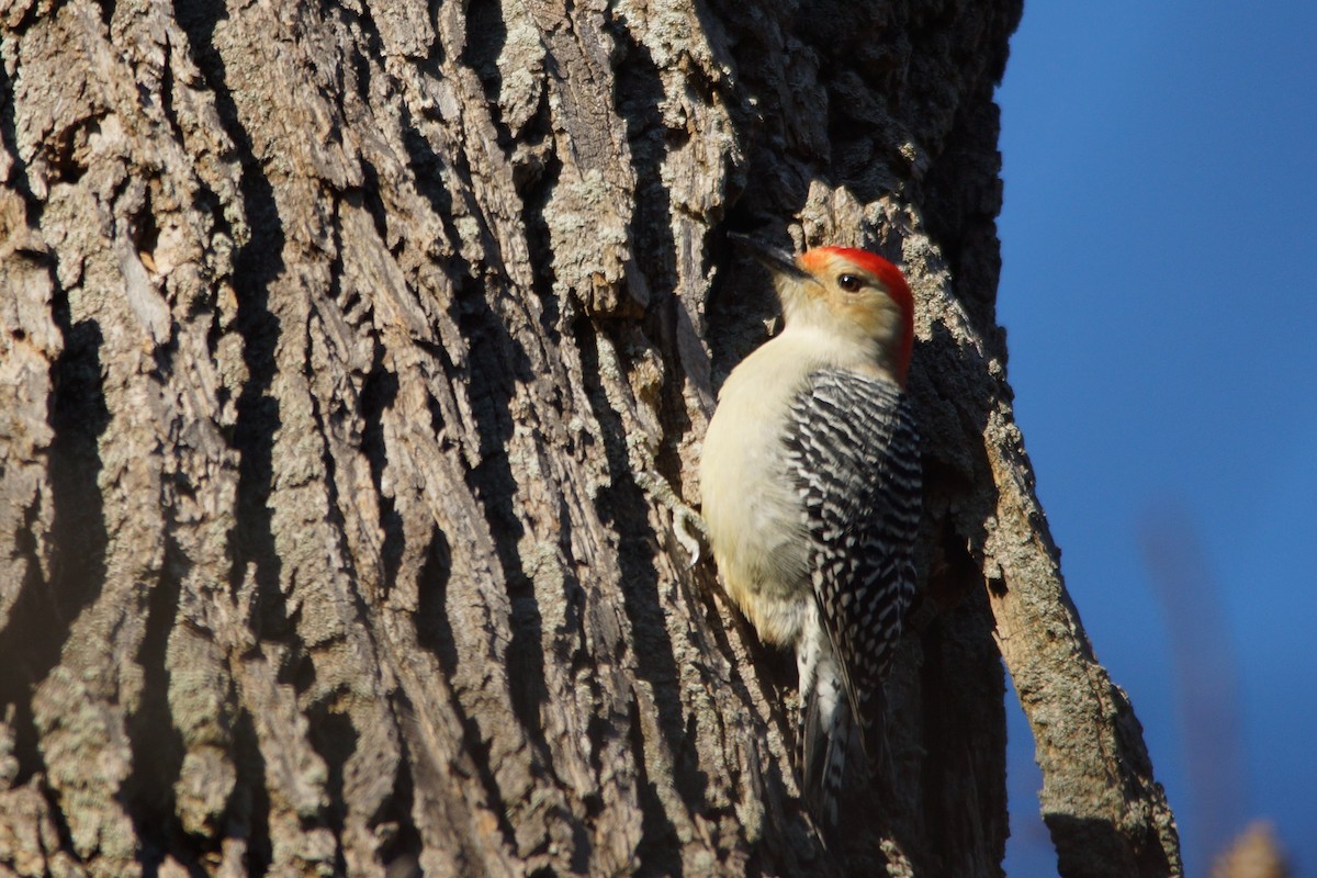 Red-bellied Woodpecker - ML123031601