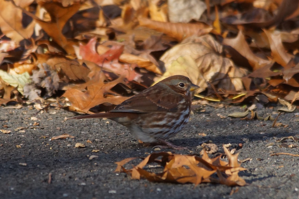 Fox Sparrow - ML123032471