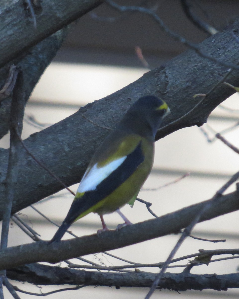 Evening Grosbeak - Denise Jernigan