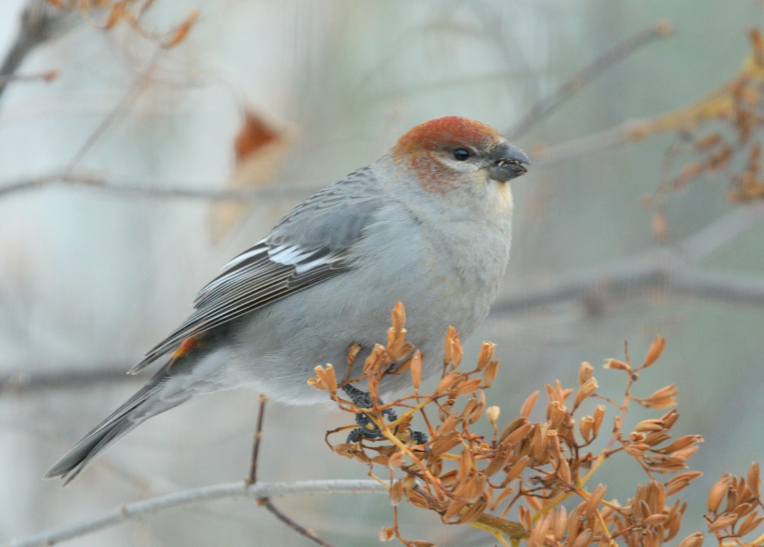 Pine Grosbeak - Sandra Cote