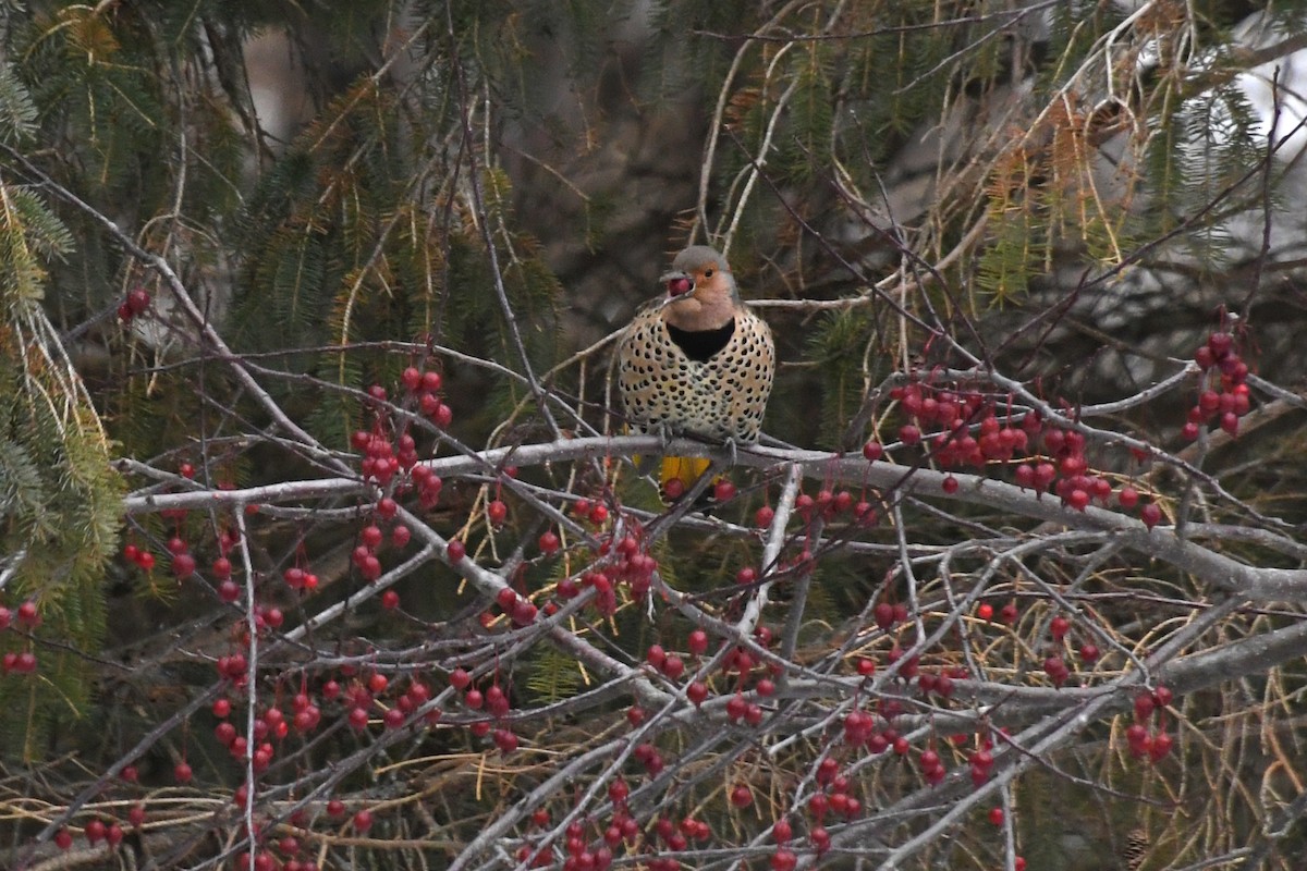 Northern Flicker (Yellow-shafted) - ML123040091