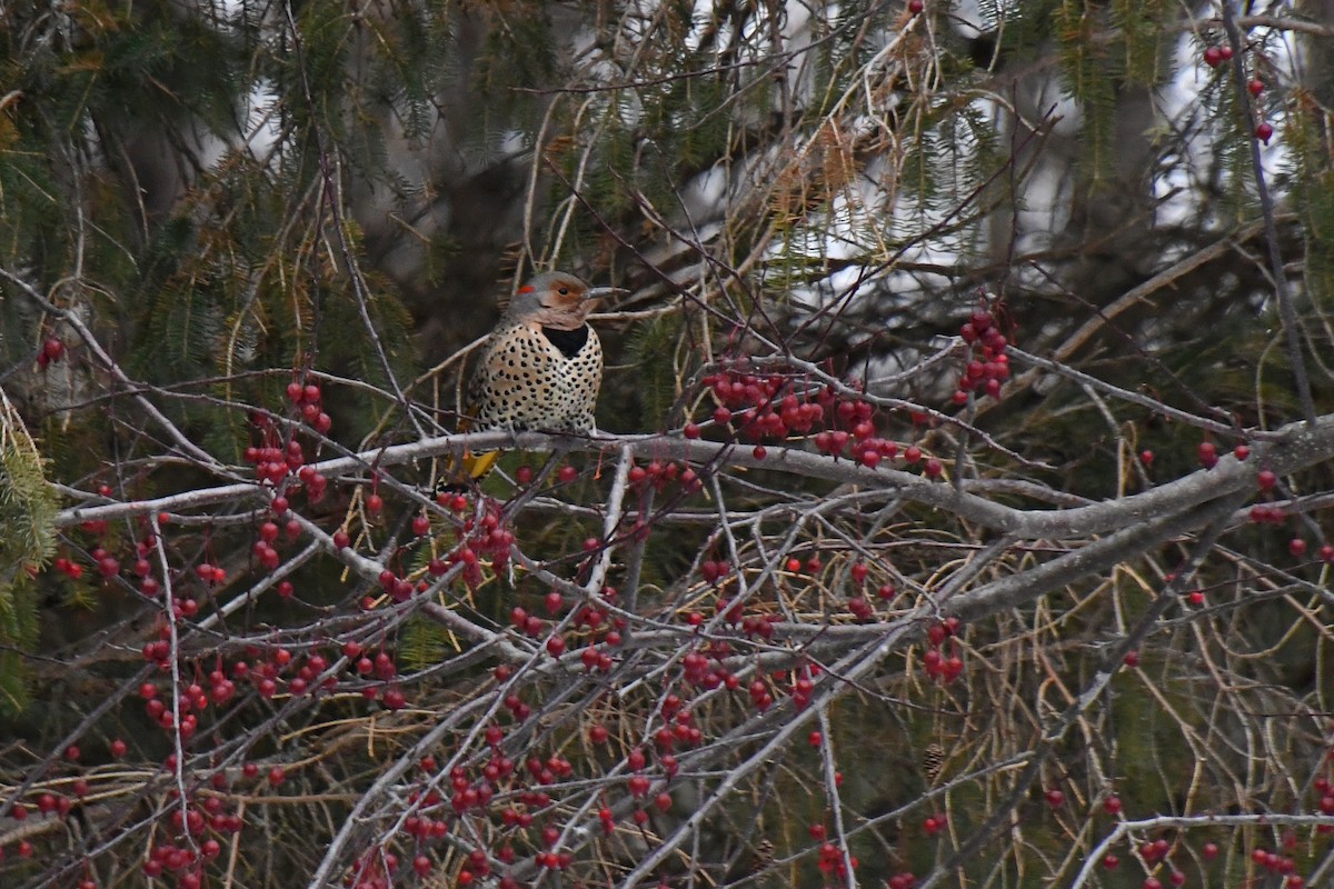 Northern Flicker (Yellow-shafted) - ML123040101