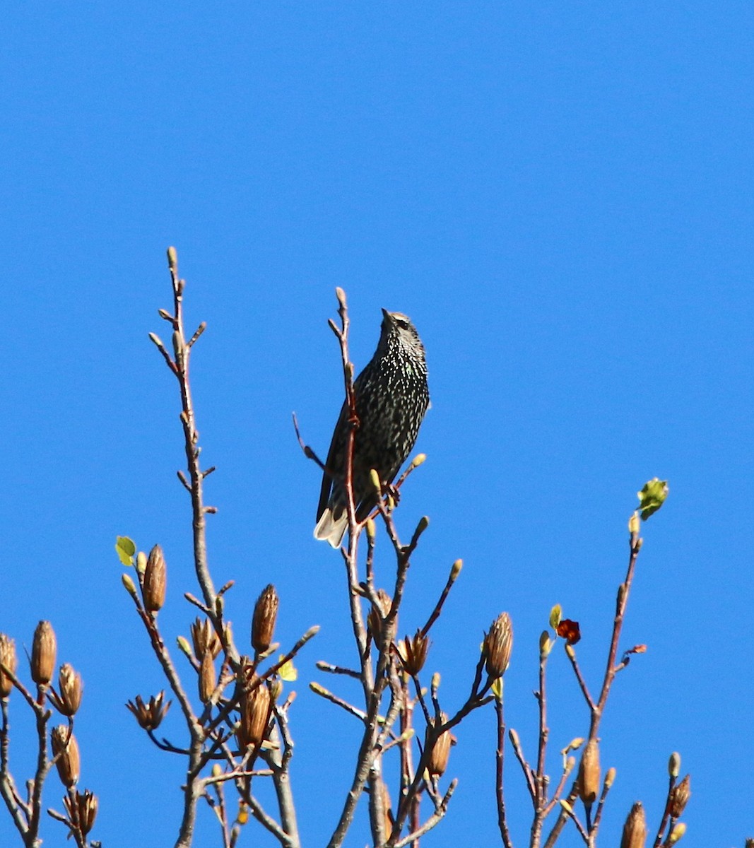 European Starling - ML123040321