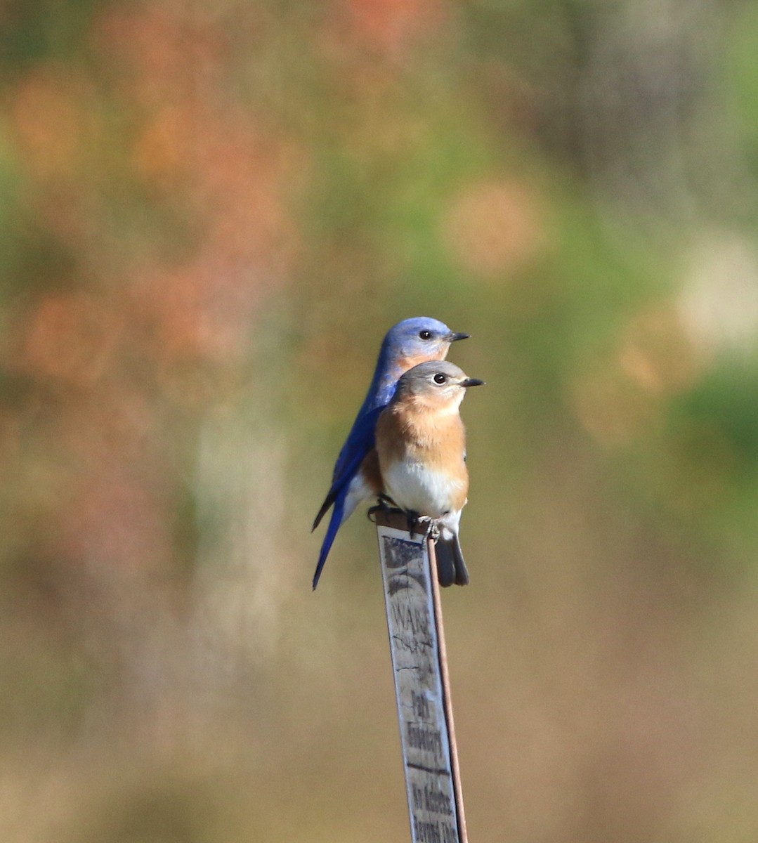 Eastern Bluebird - Lori White