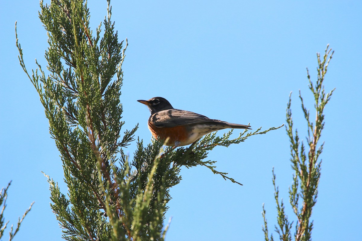 American Robin - ML123040891