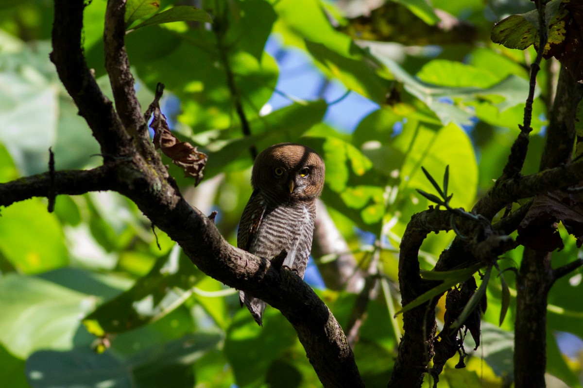 Jungle Owlet - Raphael Lebrun