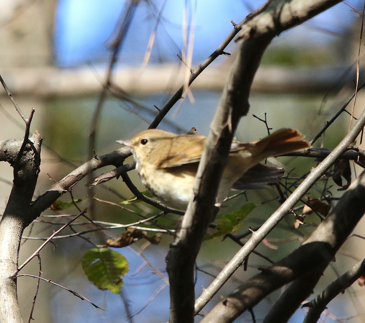 Hermit Thrush - ML123042051