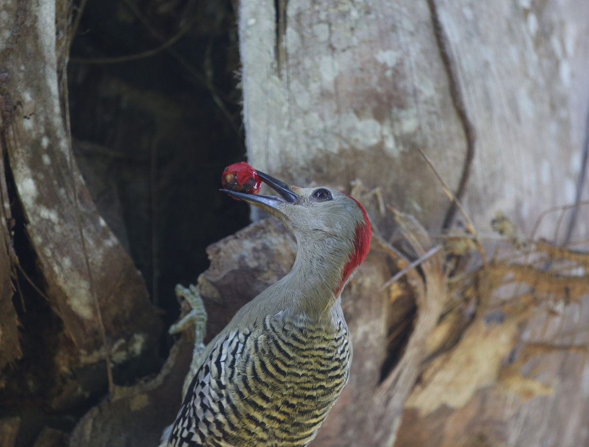 West Indian Woodpecker - Ceri James