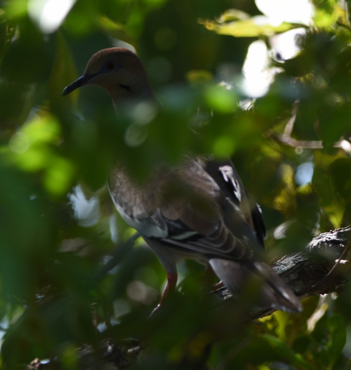 White-winged Dove - ML123045641