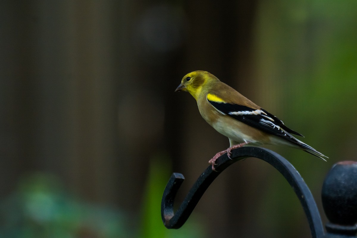 Chardonneret jaune - ML123045651