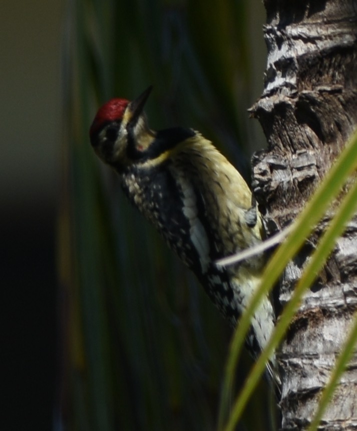 Yellow-bellied Sapsucker - ML123045721