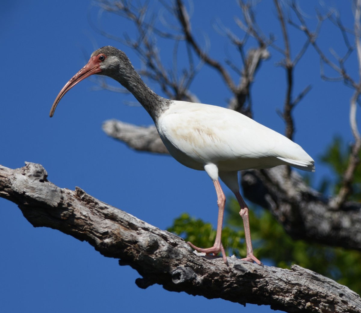 White Ibis - ML123045731