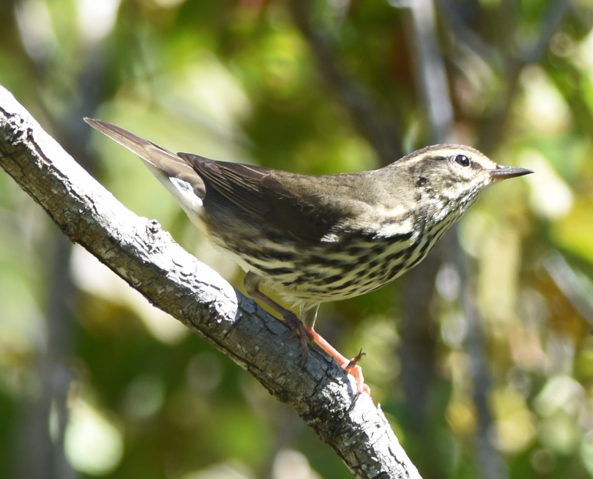 Northern Waterthrush - ML123045761