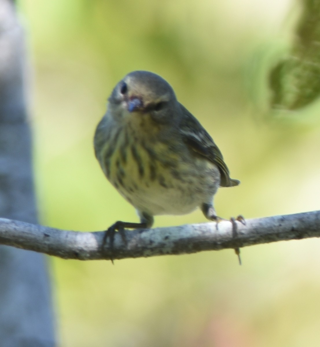 Cape May Warbler - ML123045841
