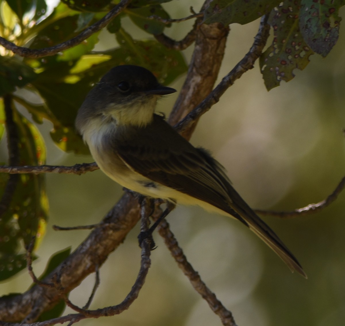 Eastern Phoebe - ML123045961