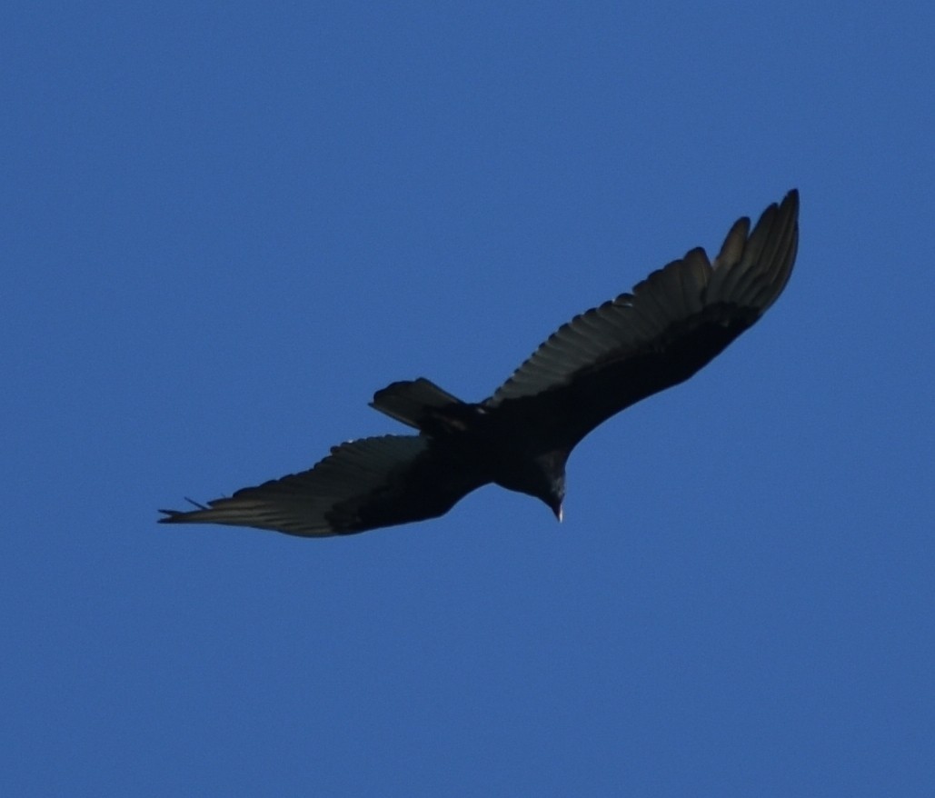 Turkey Vulture - ML123046361