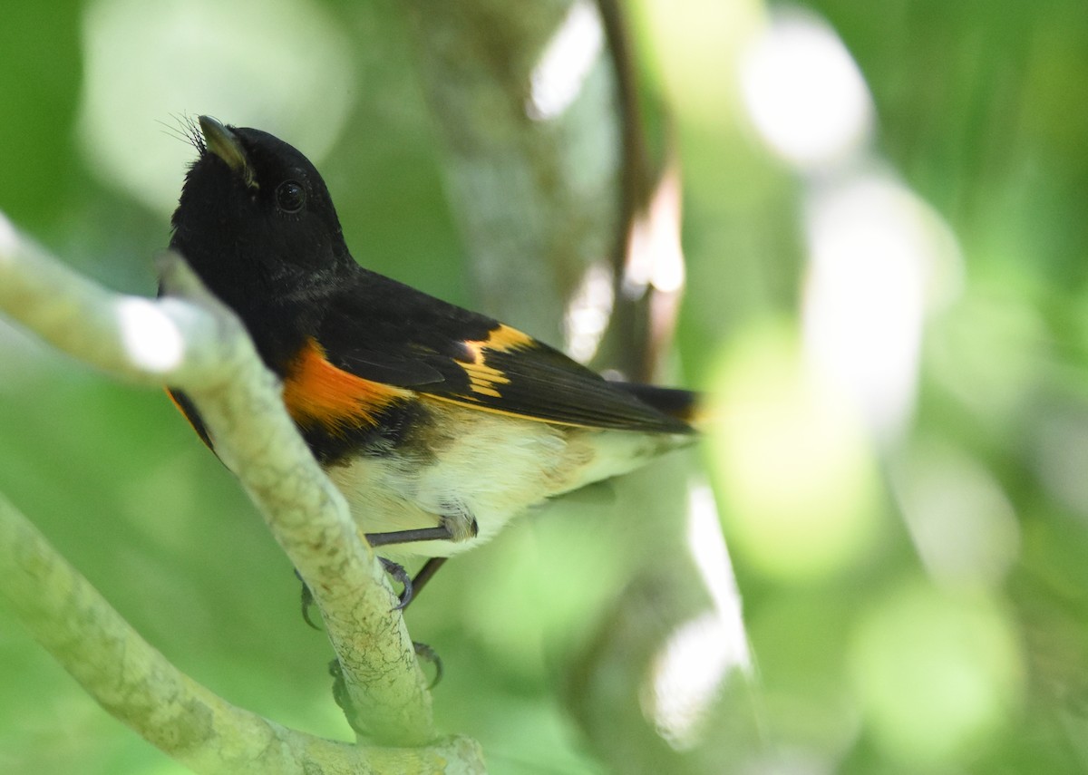 American Redstart - ML123046371