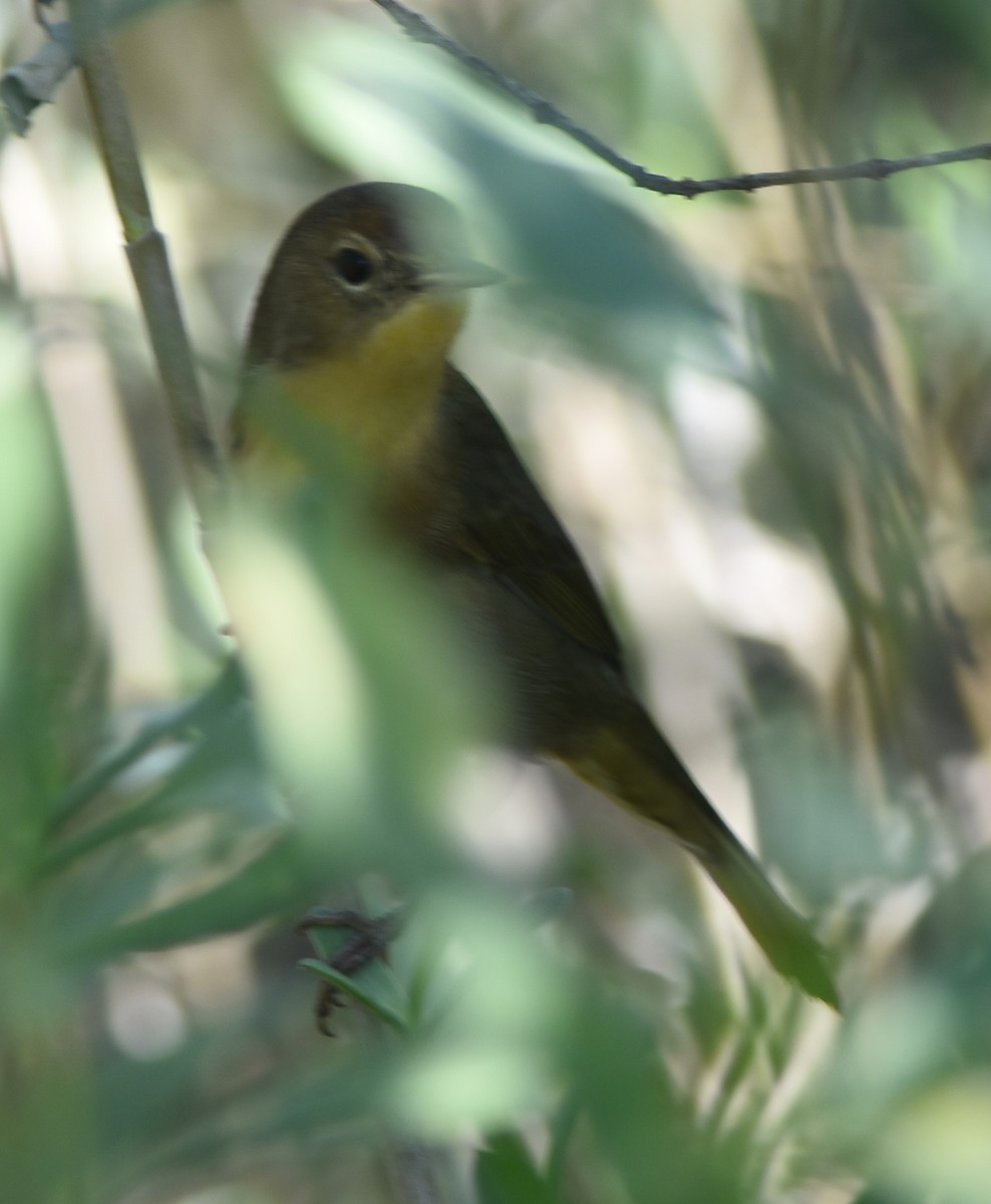 Common Yellowthroat - ML123046471