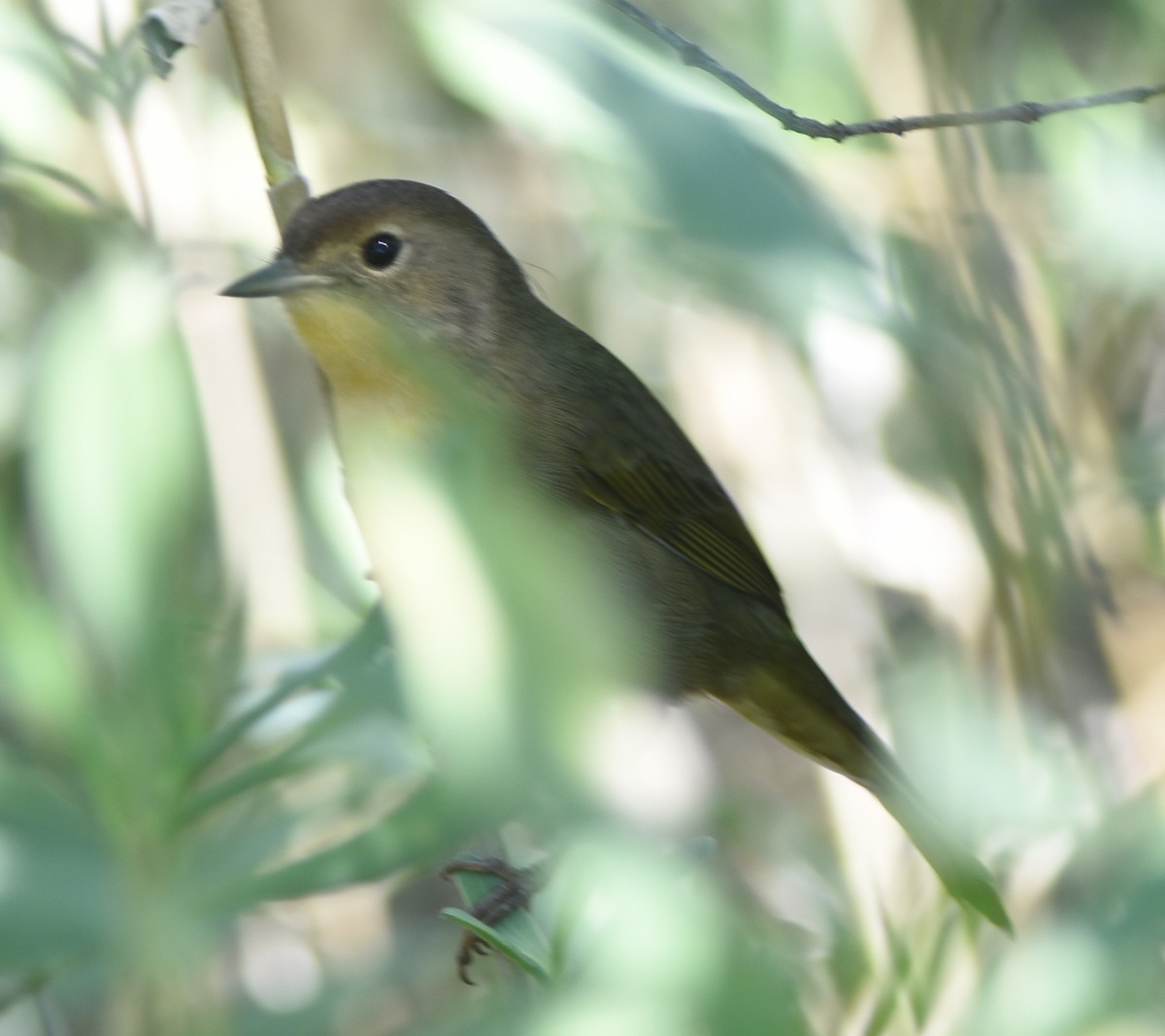 Common Yellowthroat - ML123046481