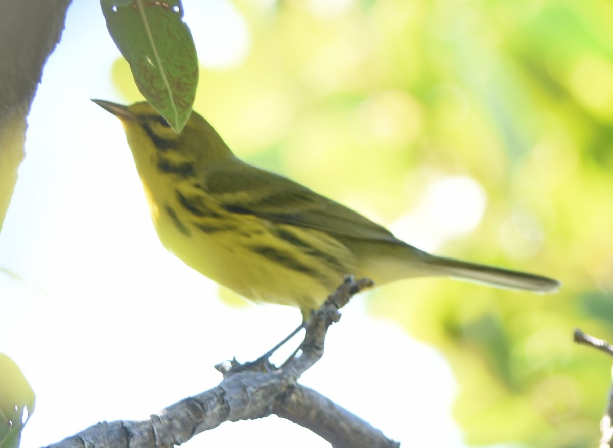 Prairie Warbler - ML123046541
