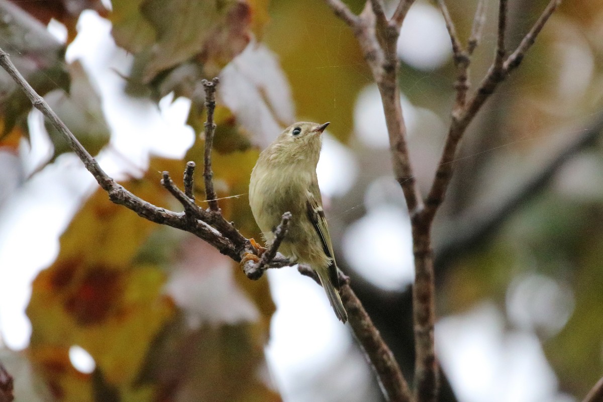 Ruby-crowned Kinglet - Plamen Peychev