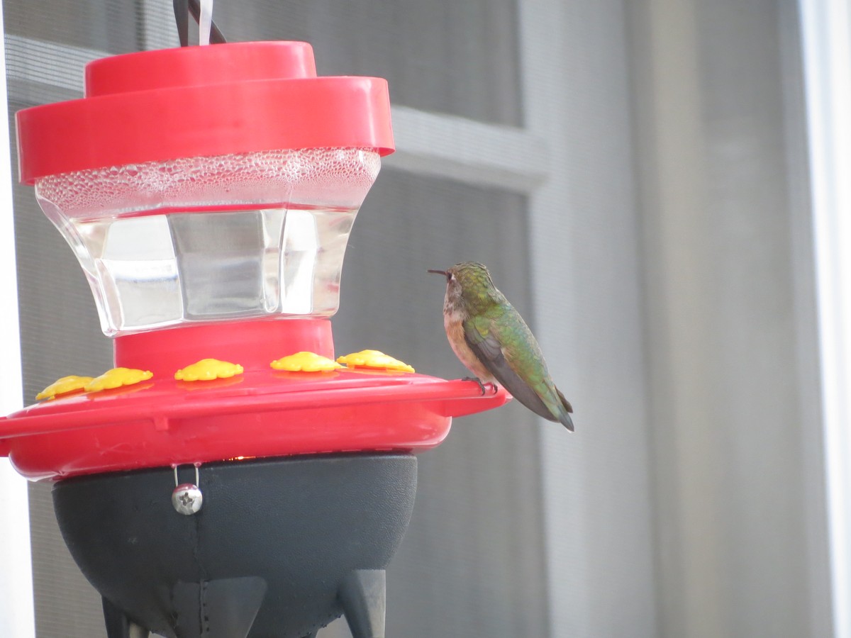 Rufous Hummingbird - ML123050311