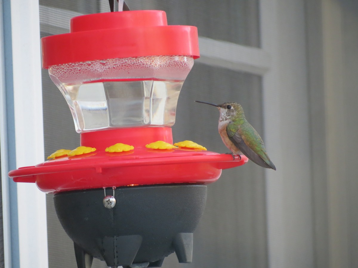 Rufous Hummingbird - ML123050321