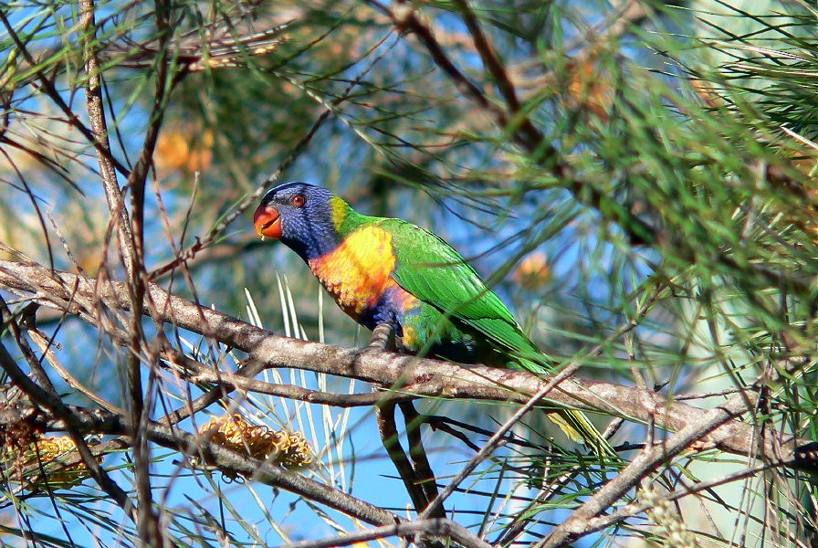 Rainbow Lorikeet - Gerco Hoogeweg