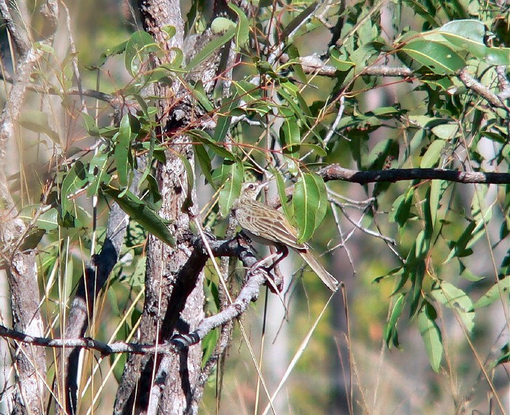 Rufous Songlark - Gerco Hoogeweg