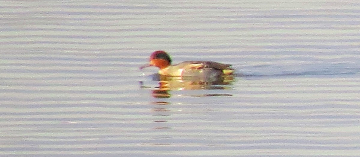 Green-winged Teal - ML123053761