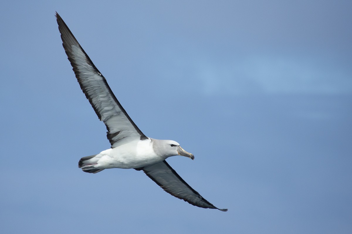 albatros snarský - ML123054511