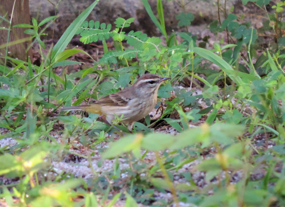 Palm Warbler - ML123055741