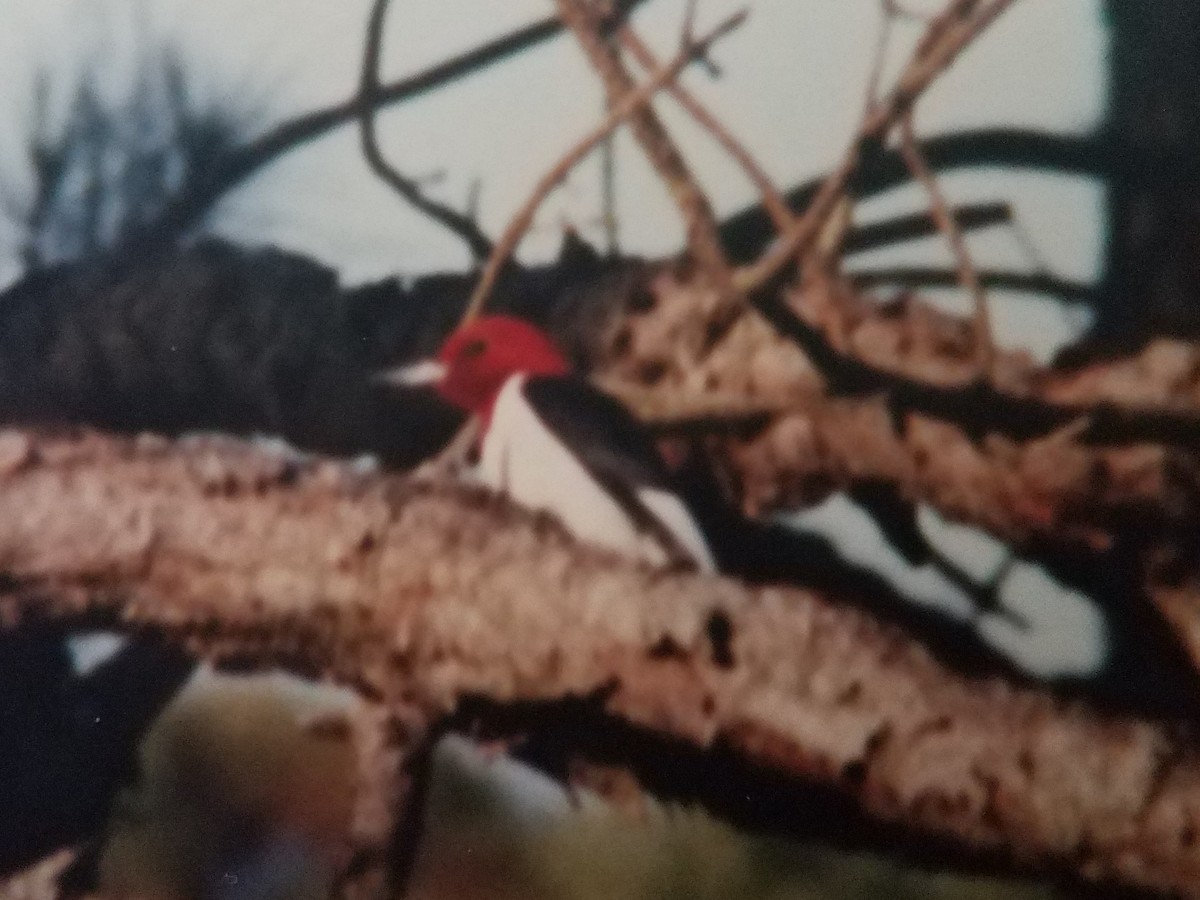 Red-headed Woodpecker - ML123058221