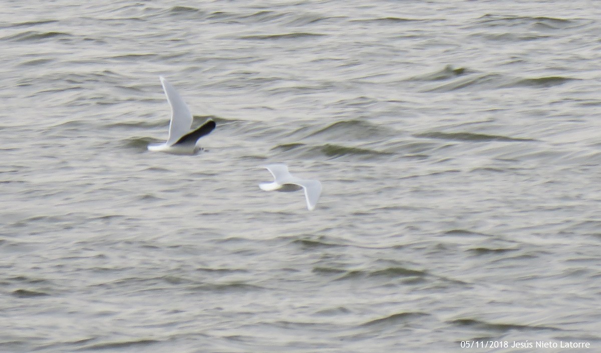 Little Gull - Jesús Nieto