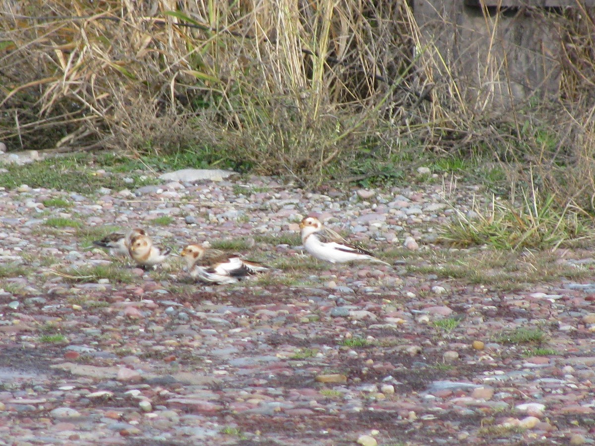 Snow Bunting - ML123059371