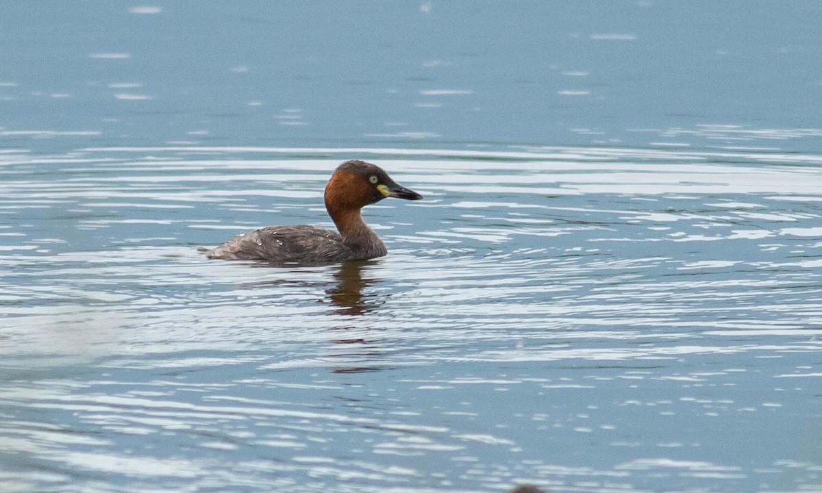 Little Grebe - ML123059771