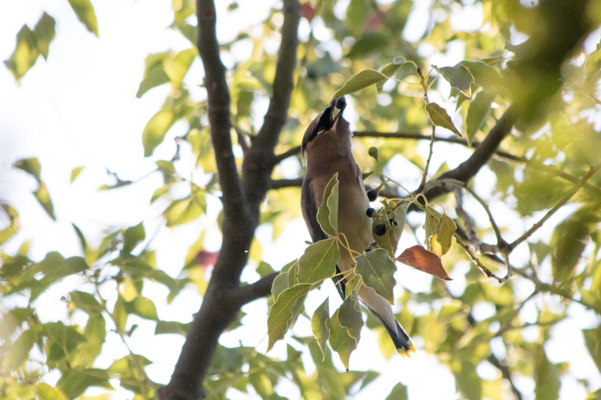 Cedar Waxwing - ML123061161