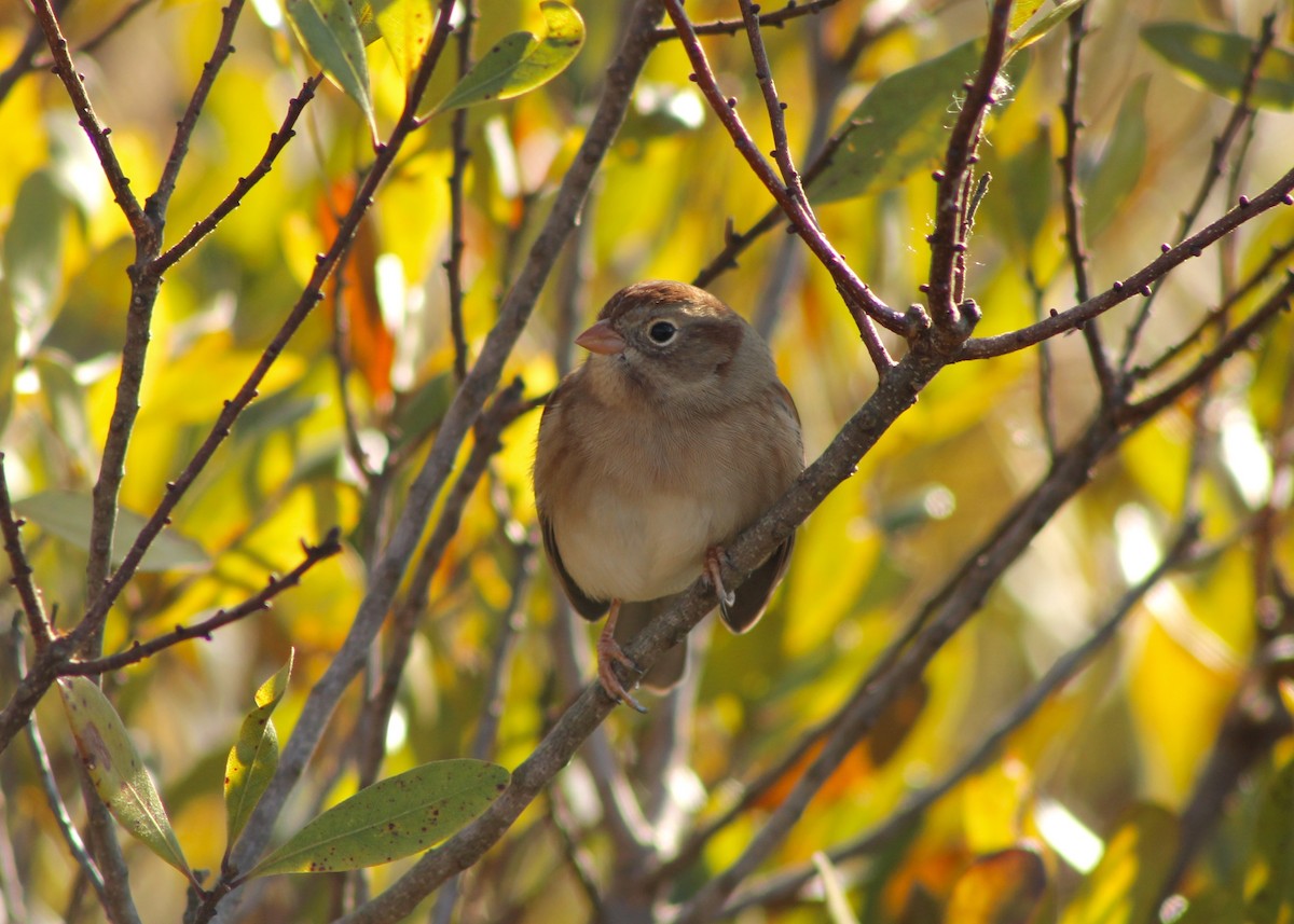 Field Sparrow - ML123062111