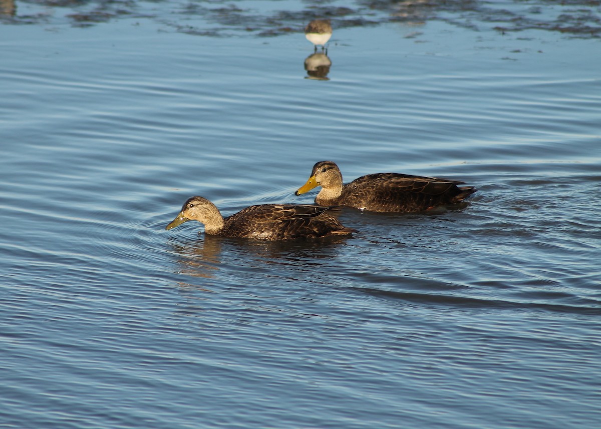 American Black Duck - ML123062131