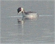 Eared Grebe - Anonymous