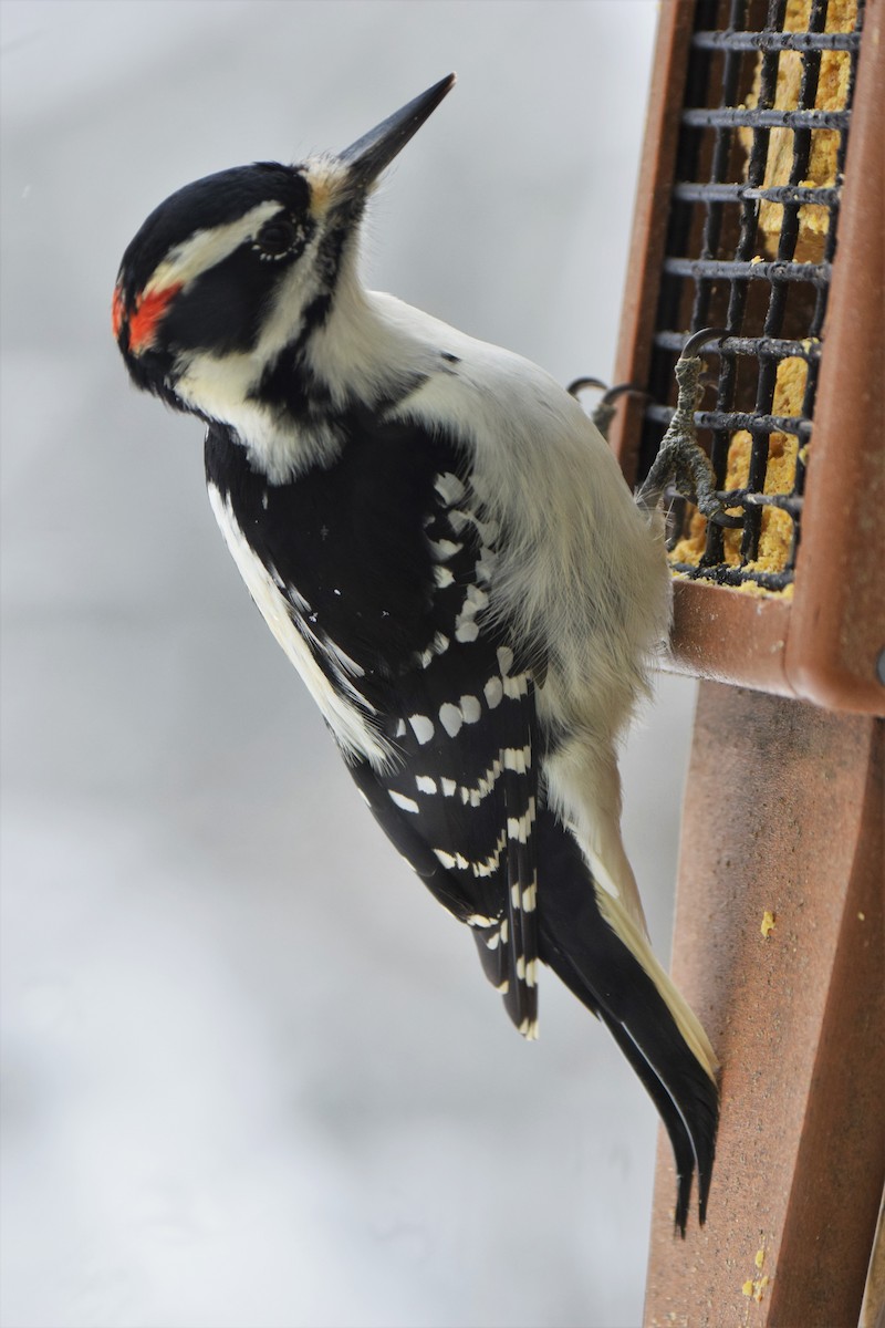 Hairy Woodpecker - Ken Milender